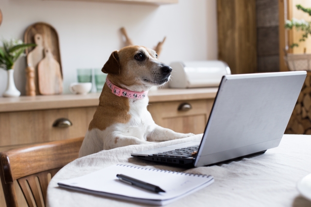 ジャンプする6人の若者と空を飛ぶパラグライダー